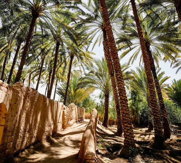 <b>Vibrant Oasis Ritual:</b> <br>A Luxury Treat